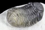 Multi-Toned Morocops Trilobite - Nice Eye Facets #86752-3